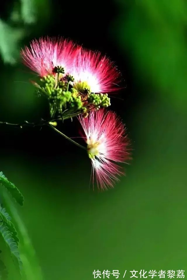 梧州!故乡的合欢树