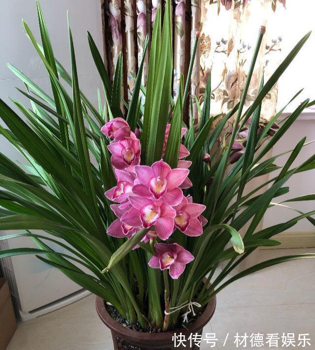 花盆|养兰花不花钱,随便一把花生壳,扔在花盆养分足,不积水不烂根