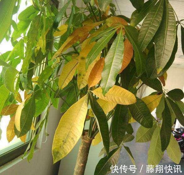 盆里加上“黄金豆”,叶片油亮亮,烂根黄叶都没有,发财树真好养