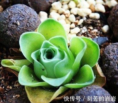 阳台上|夏天多肉的3个“臭德行”,教你几个绝招,轻松度夏