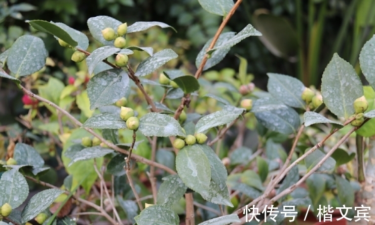 茶花|冬天养茶花，3步操作不能省，否则花苞不长大，根本开不起来！