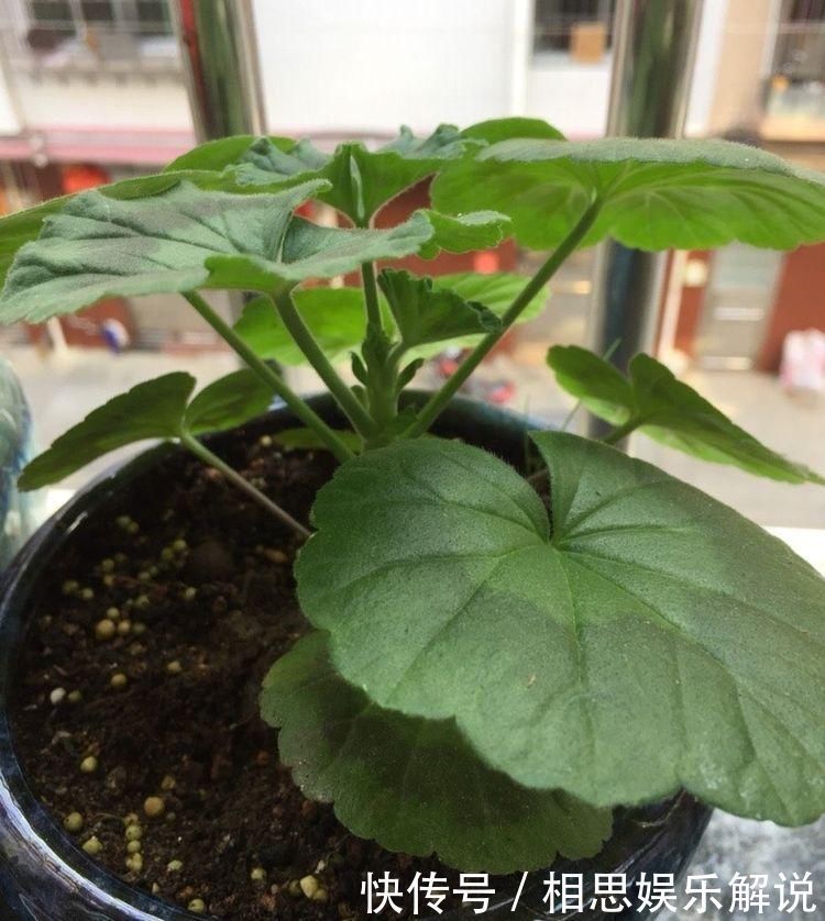 株形|这6种花,要经常“摘心”,分枝多开花多,株形更丰满