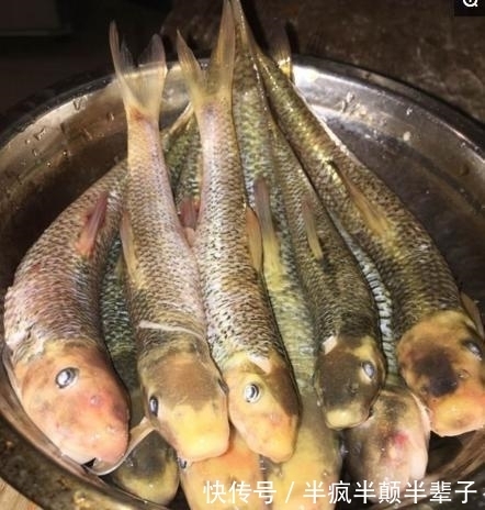 古老采石坑，几十年前竟有人放鱼，如今钓友要40米深才能钓到鱼