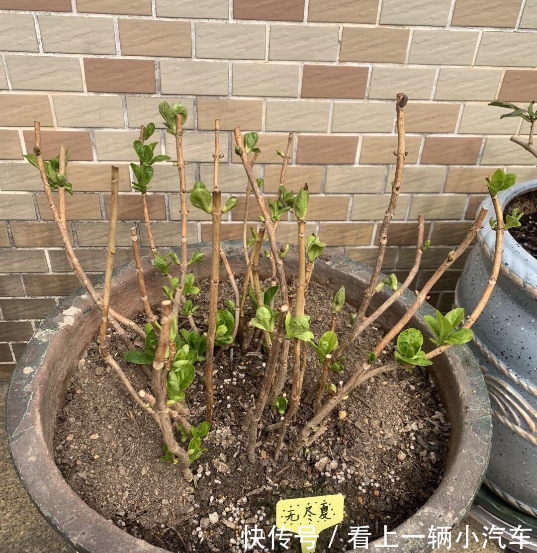 6种富贵花,冬天爱“装死”,好好“伺候着”,来年繁花多几倍