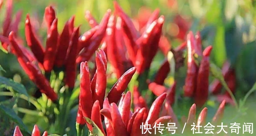 医生|茄子是肺结节“发物”？医生提醒：想要肺稳定，3种食物要少吃