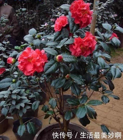 大门前种1棵茶花树，耐寒耐热好养，花色艳丽，开花喜庆富贵！