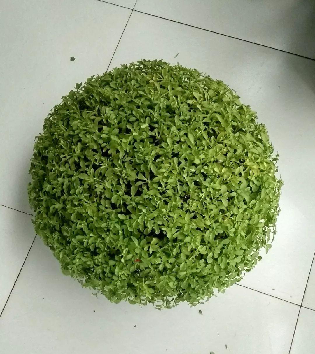 花开败后,手痒剃了个头,剃完就开花,一直剪一直开!