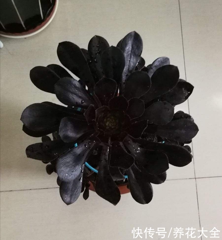 黑王子|不想养绿植，种了这4种“黑植”，养得起劲却差点被扔掉