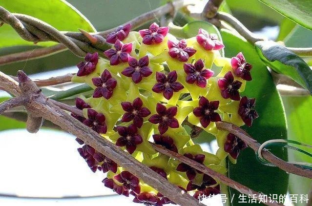 想省心就养这些花，没有病虫害，就爱开花！想省心就养这些花，没有病虫害，就爱开花！