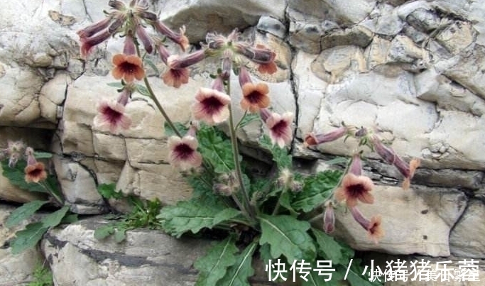 它是“四大仙药”之一，若长在你家屋顶，是你福气，别以为是杂草