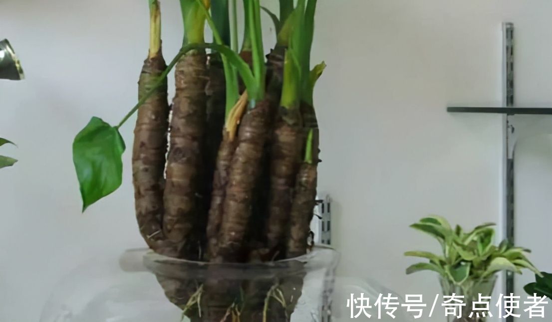 钩吻|植物界的“河豚”！多人因吃这种“芋头”中毒，农村里很常见