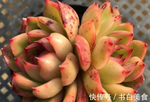 多肉宝丽安娜长期带红边,冬天稍微晒一下太阳叶片血红,你不养一棵吗?