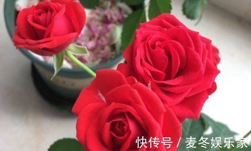红花绿叶|喜欢玫瑰,不如养“高端玫瑰”永远的莫斯科,色泽鲜艳,艳压群芳