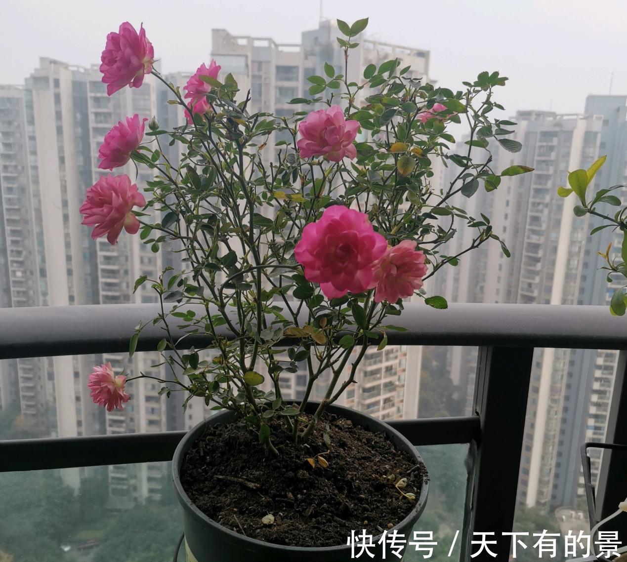 此花号称“开花机器”，居家盆栽牢记4点，开花繁殖能力特强