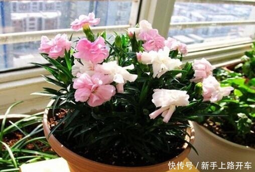 养花就养1盆它,种子撒盆里,1周发芽,开花多,从春开到秋!