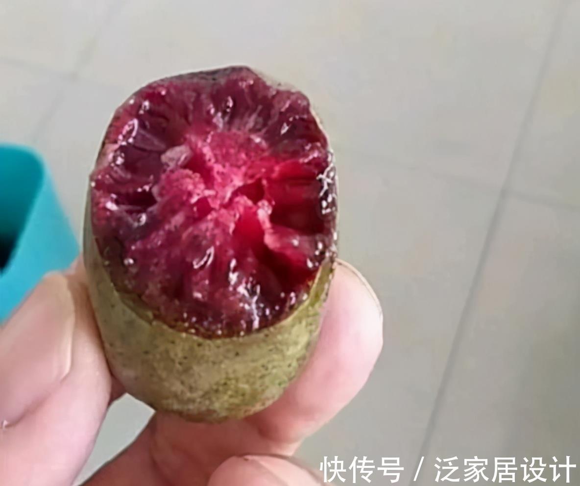 优点|院子里别养无花果树了,另一新品种果树更值得养,拥有5大优点