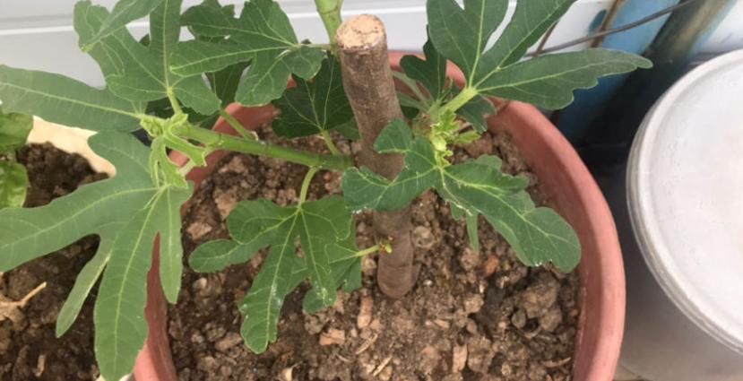 无花果盆栽实用性强，观赏兼食用，扦插打理格外省劲省心