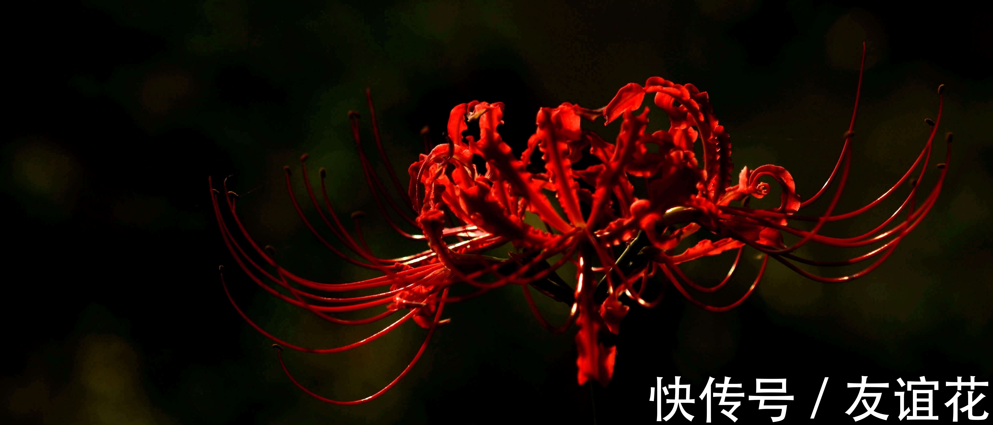 是真的吗|传说彼岸花是真的存在吗?彼岸花在冥界入口,又叫死人花!