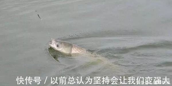 青草鲤|野钓必杀饵料，通杀青草鲤，大鱼一条接一条，拉杆到手臂疼