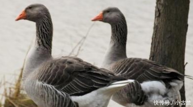 外国的鹅肝那么贵,为啥不买中国的便宜鹅肝看完才知区别大