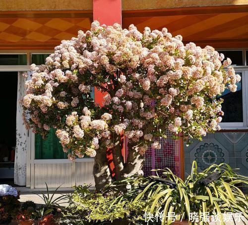 大腿|养了20年的玉树，杆子比大腿还粗，满树白花跟下雪了一样