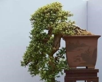 塑形|金枝玉叶,别养错了,30天剪一次,精雕细琢,养成盆景才漂亮!