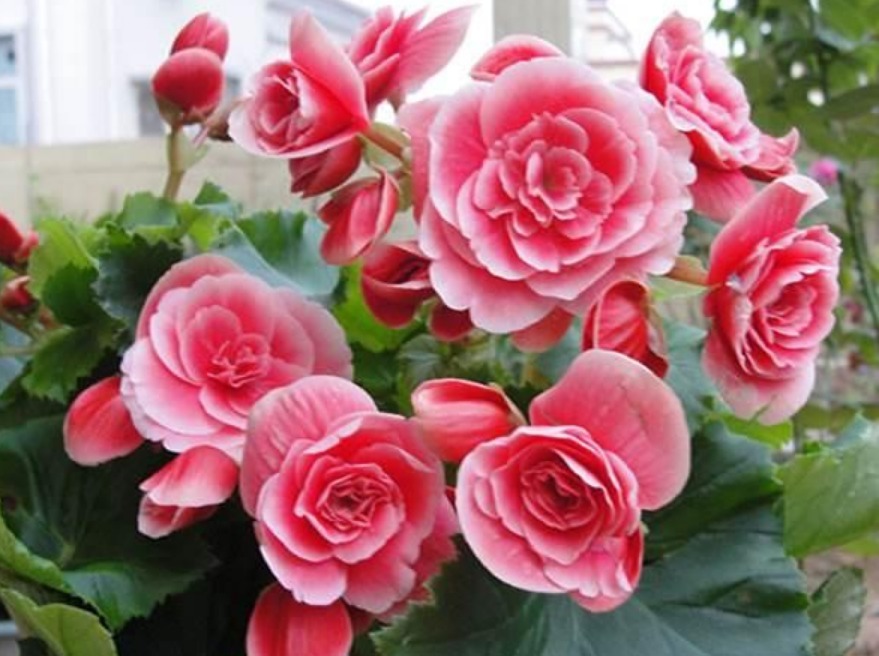 4种花养在家里，花朵硕大，花期长，香气满满，人见人爱