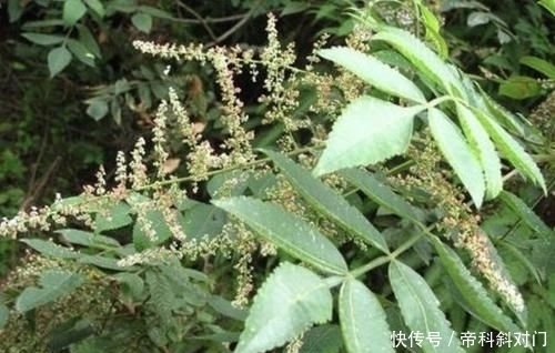 高度|山坡下的1种“盐肤木”,高度有2米,枝叶好看、奇特,分布范围广