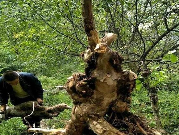 这“3种树”可了不起,比花要美,比5号香水要好闻,养1盆赚大了