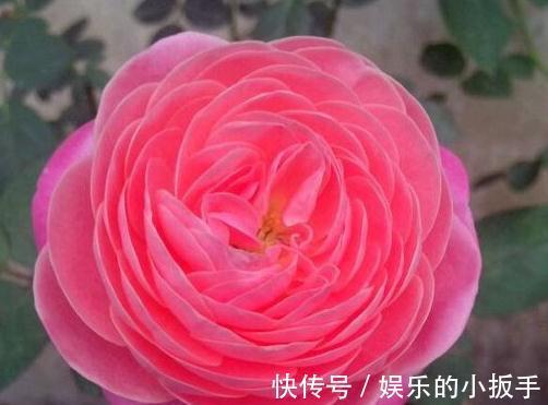 月季一周内开出两种不同颜色的花,是怎么回事