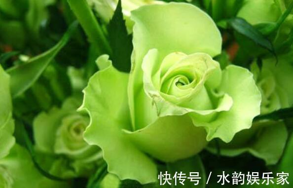 夏季|夏季养花不妨选“它”花语永不老去的爱情,开花颜色特殊