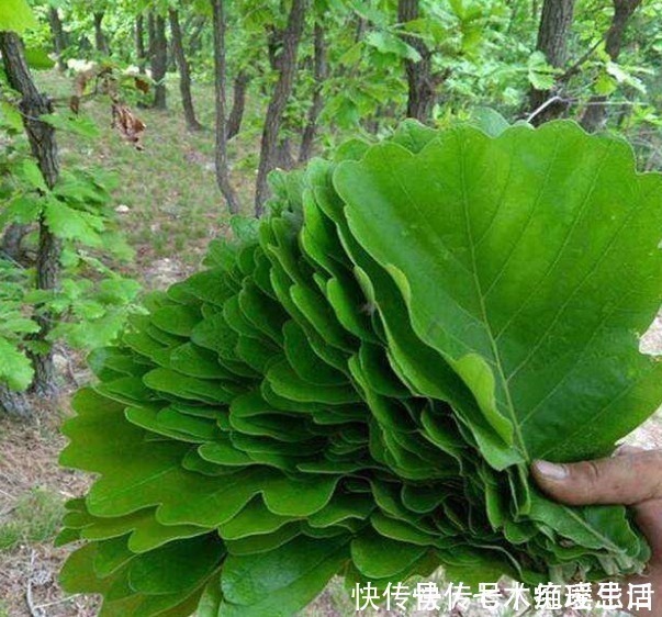 桲椤叶饼|这种树叶煮后香气四溢，包粽子一绝，出口国外我们都没有见过