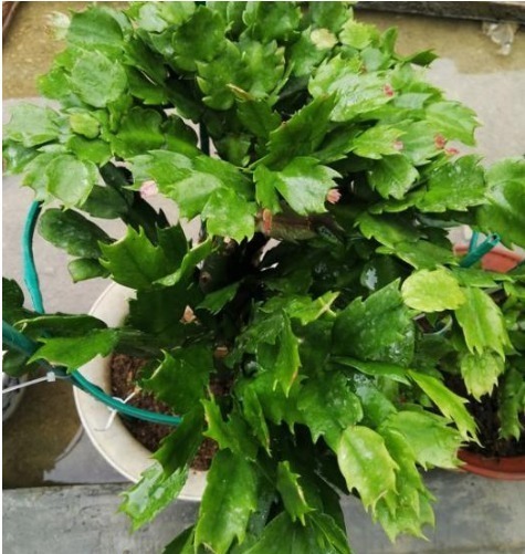 旺盛期|养好蟹爪兰,掌握“1招”,全年叶片肥厚油绿,花开不断,爆满盆