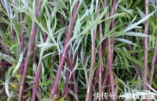 乡下常见野菜,炒腊肉肥而不腻口感很好,有多少人吃过呢?