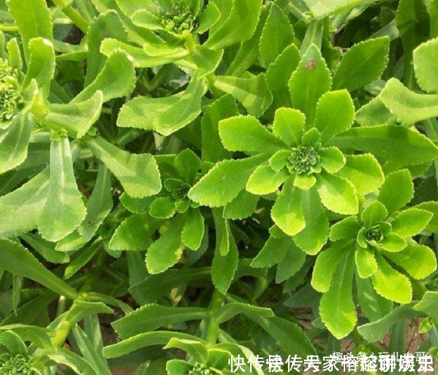 农村|农村种植一”蔬菜“，形似”多肉“，不仅古老而珍贵，还营养丰富