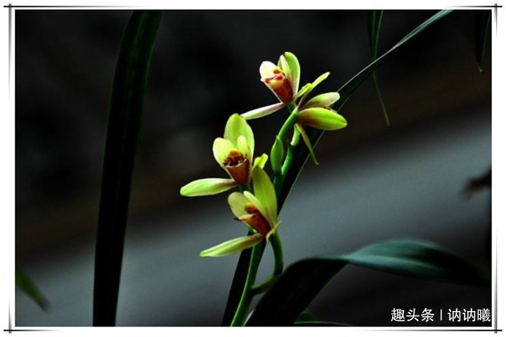 养5年兰花不开花咋整别着急，老花农教你1招，花开爆盆太简单