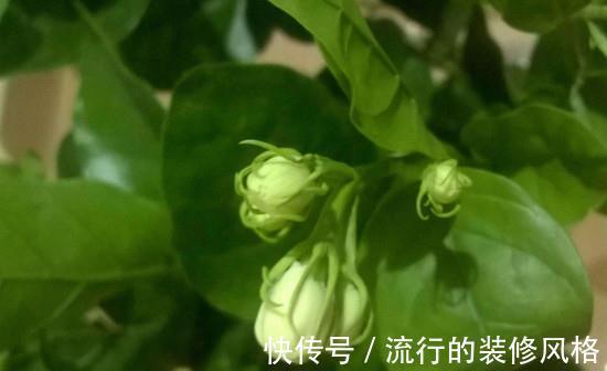 茉莉花|养花试试这几款，香气四溢，绿树白花，格外清新可爱