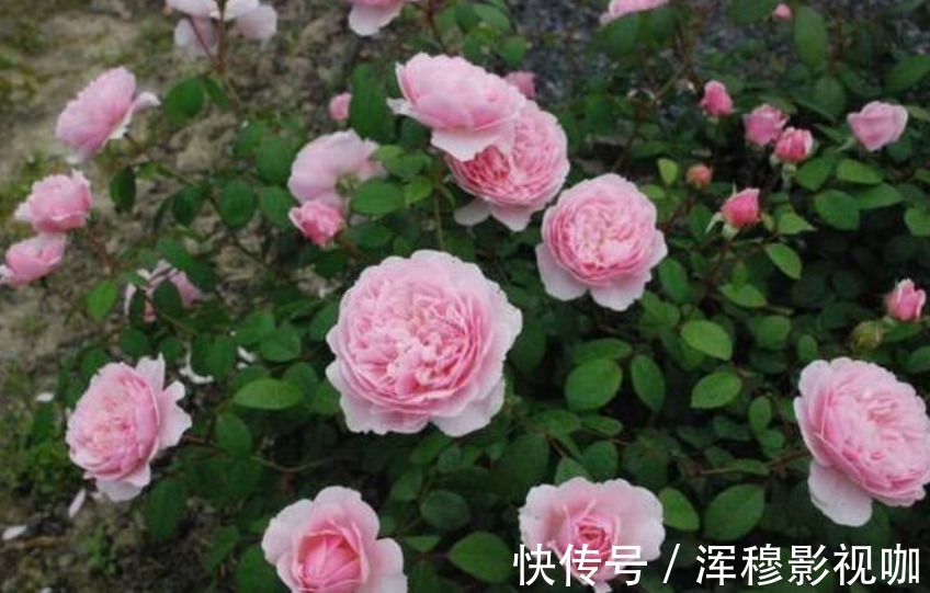 虎皮兰|家中常养5种花“不用买”掐个枝条插土里就能活，7天就生根！