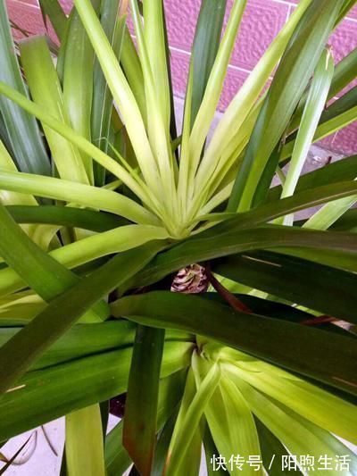 在家养4种大型观叶绿植，把家里变成天然氧吧，大大提升空气质量