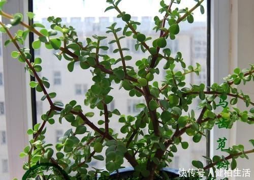 枝叶|这2种树,是养“高价老桩”的首选,木质化强,5个月就能养成功