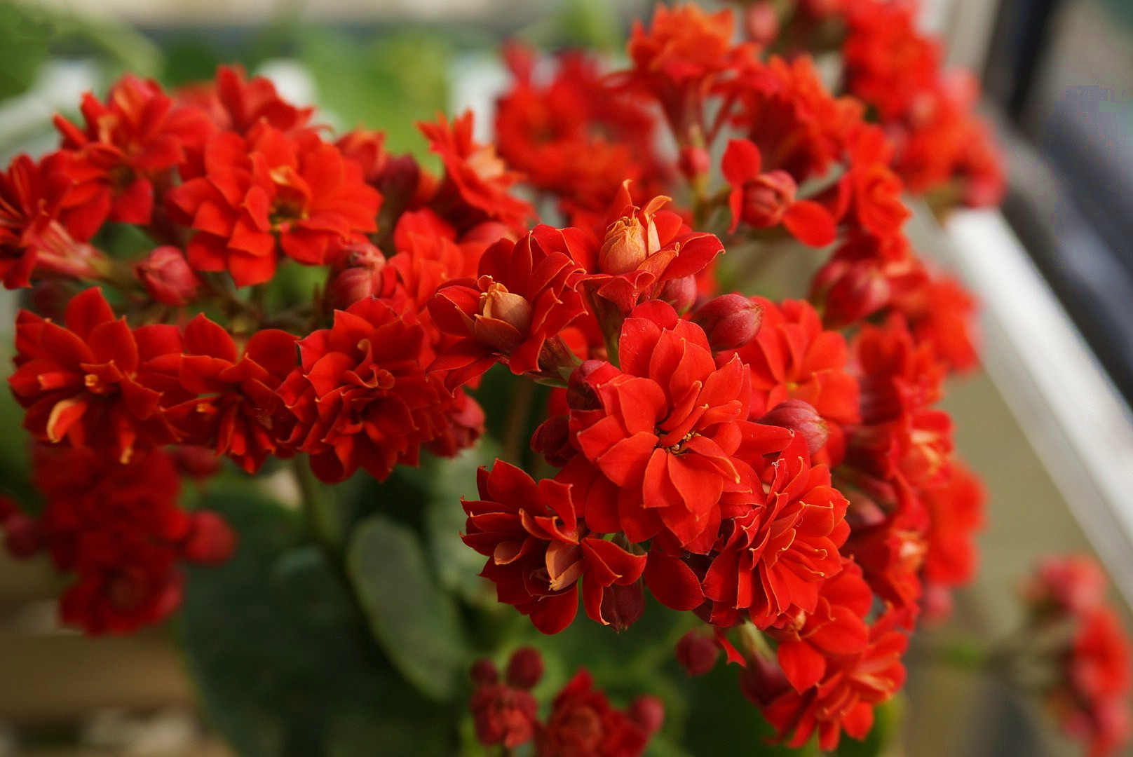 养长寿花,这三个位置就是“死亡之地”,放一盆死一盆