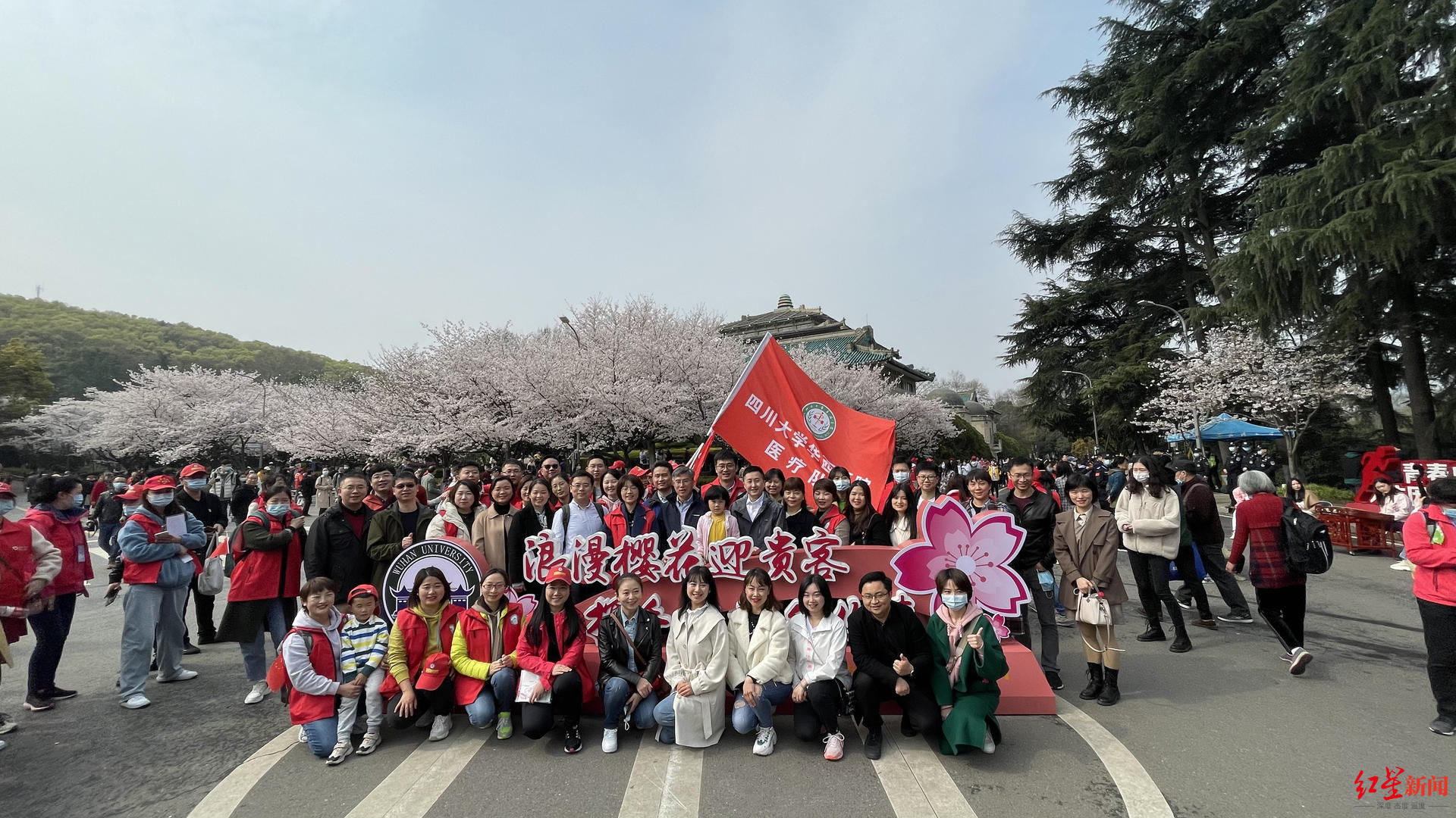 “一年之约”：去年错过的武大樱花，四川医疗队来赴约了……