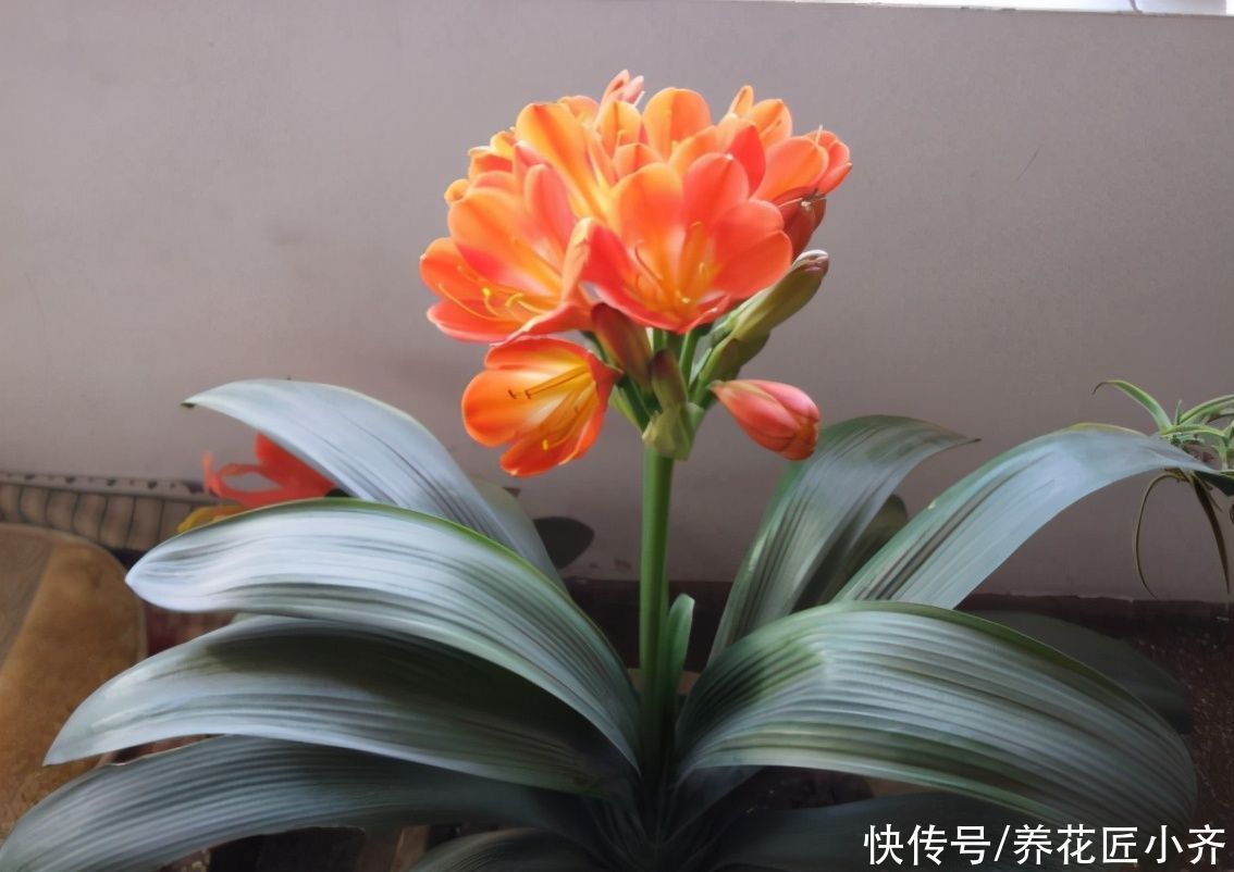 浇水|养君子兰有“六怕”，你知道吗？新手一定要避开