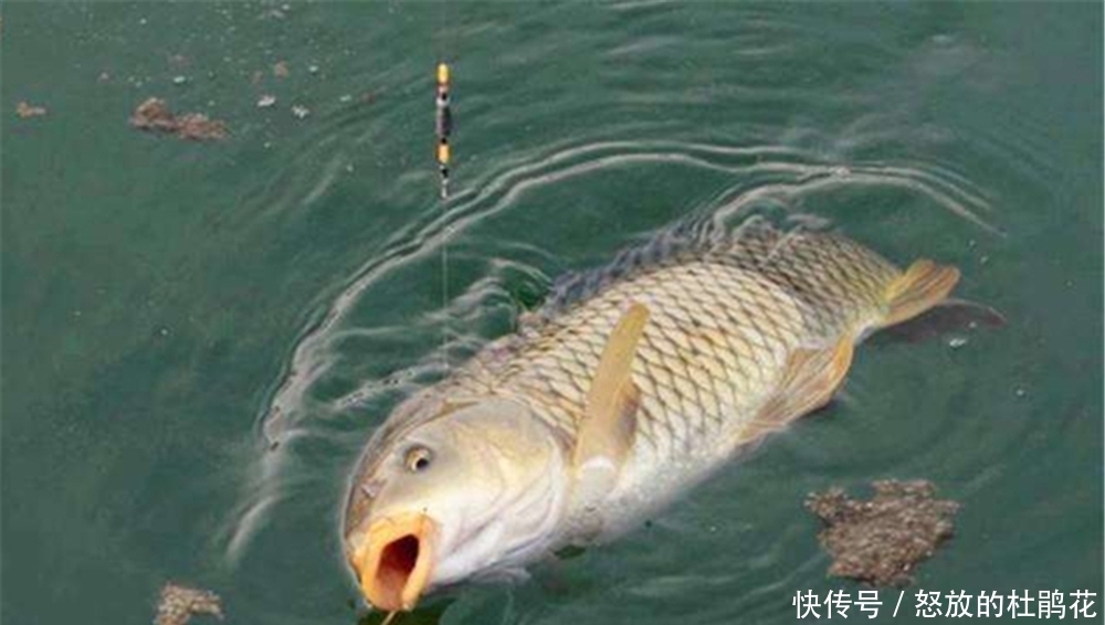 小鱼|搓饵在野钓中的应用技巧，别看搓饵最简单，用好了不容易