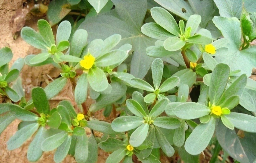 清热解毒|好身体全靠吃,坚持常吃以下食物,清热解毒,凉血止血,身体强壮