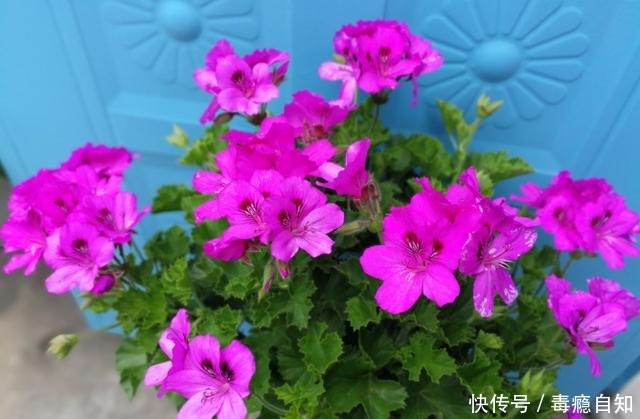 9月前后，这花必须剪一剪，不然明年没花看！