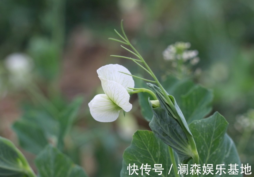 食疗方|30个民间流传已久的特效食疗方,取材易花钱少,1剂见效2剂根治