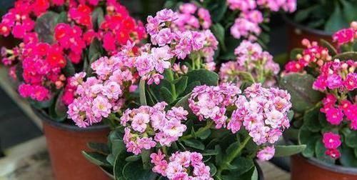 酸性|家里的橘子皮别丢了,用来养长寿花,酸性大肥力足,叶绿开花美!