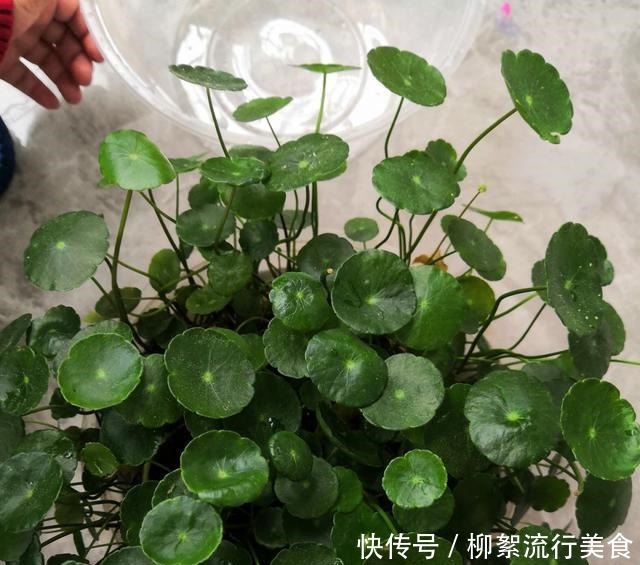 3种网红绿植,经常在河边遇见,种在家里好养又招财!