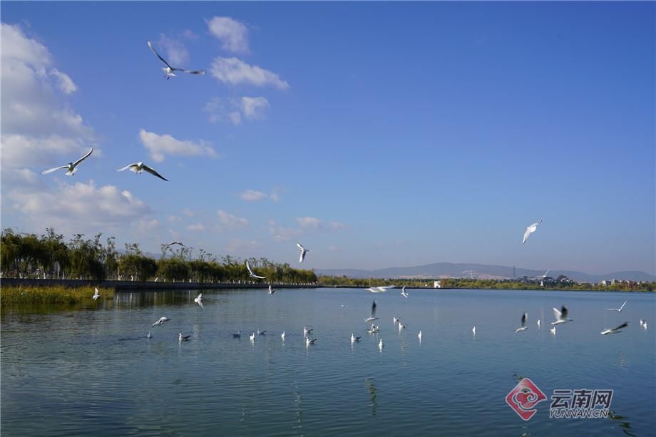 时节|初冬时节，让我们去星云湖畔看海鸥！